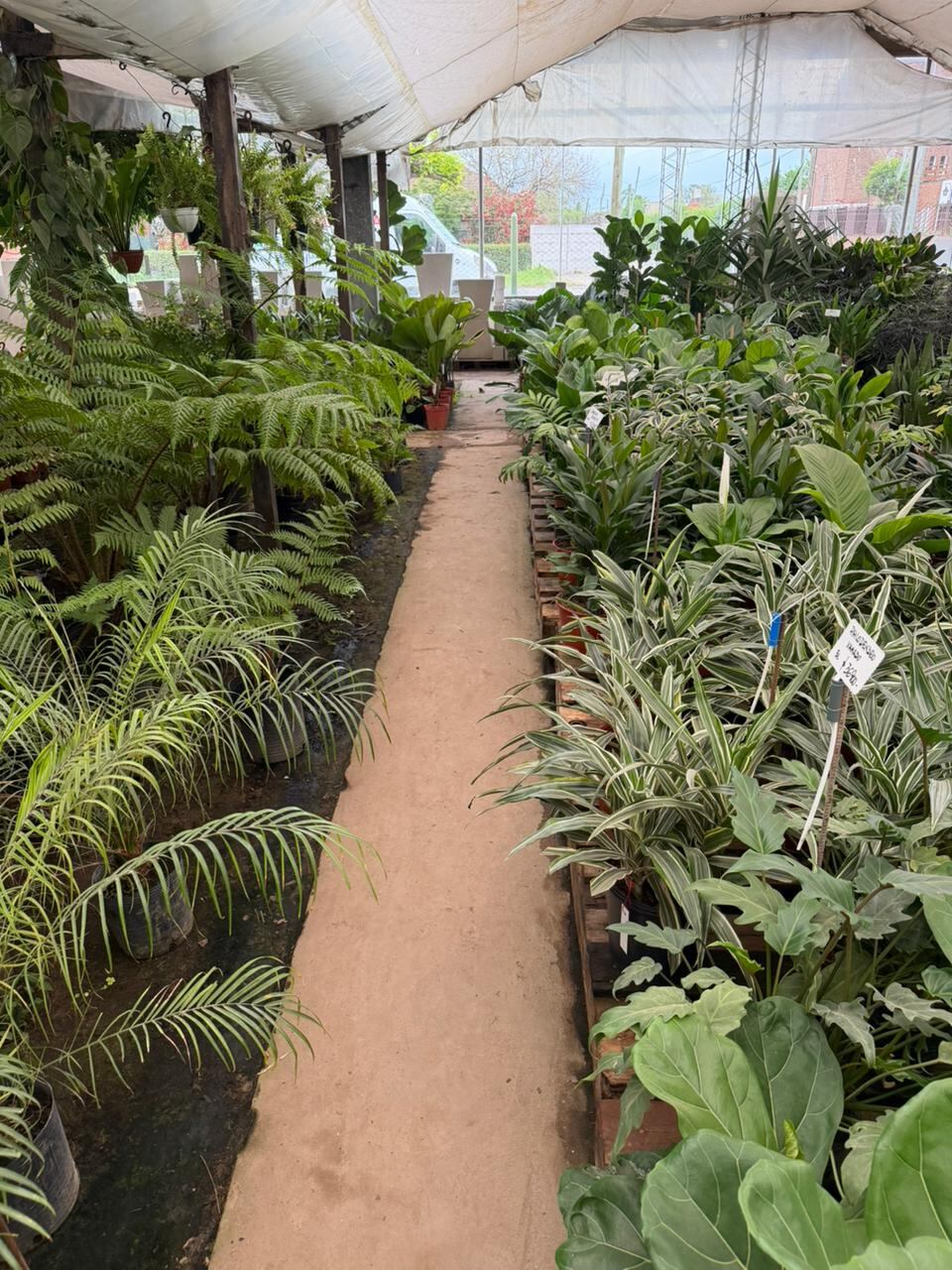 “Cuidar las flores y las plantas es cuidarnos