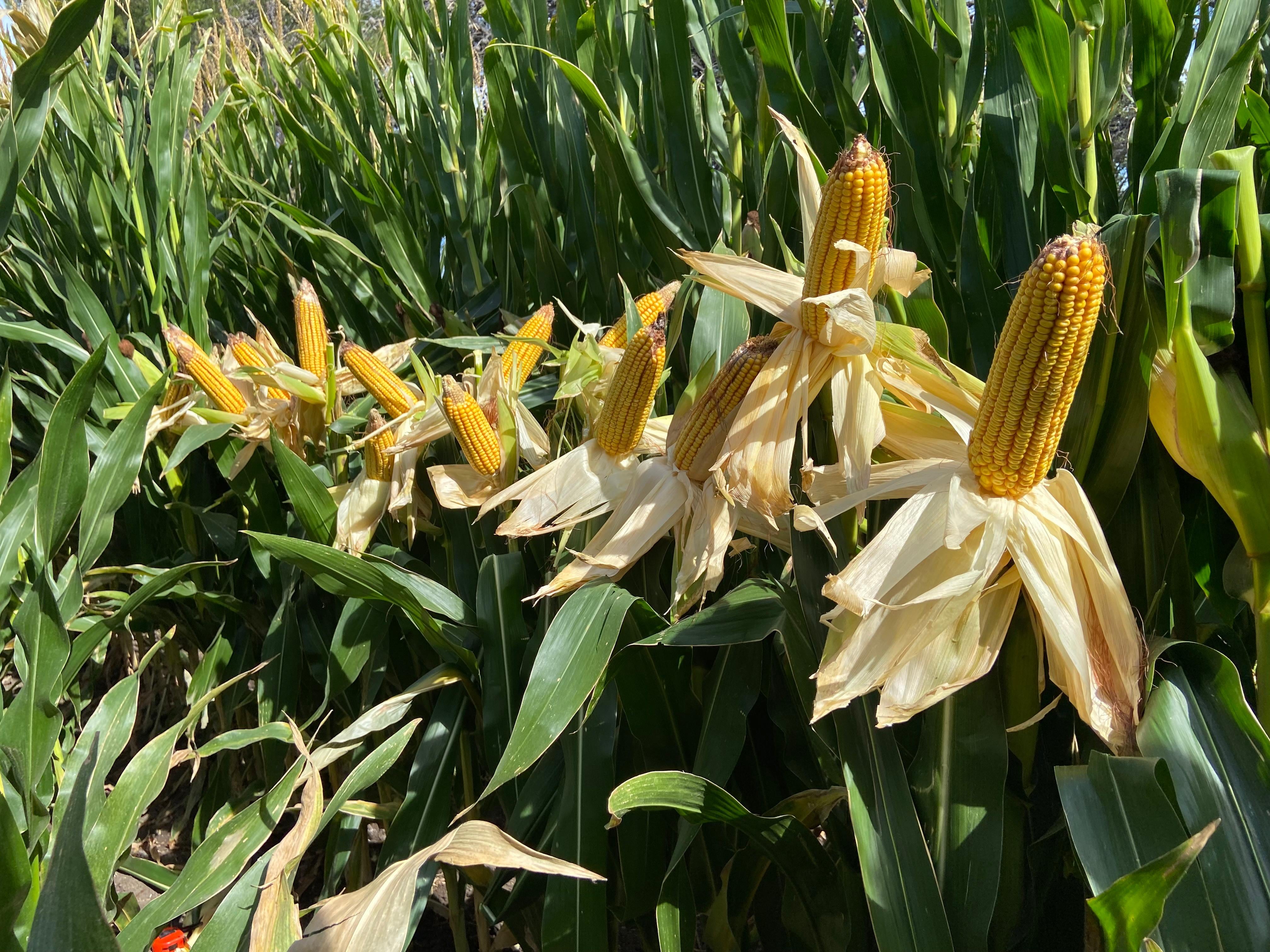 En solo cinco años la superficie sembrada de maíz se multiplicó por cinco en la provincia