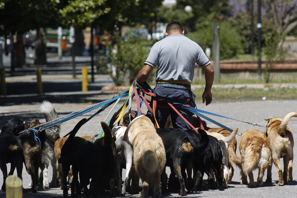 Cuáles son los barrios con más caca de perro en las veredas