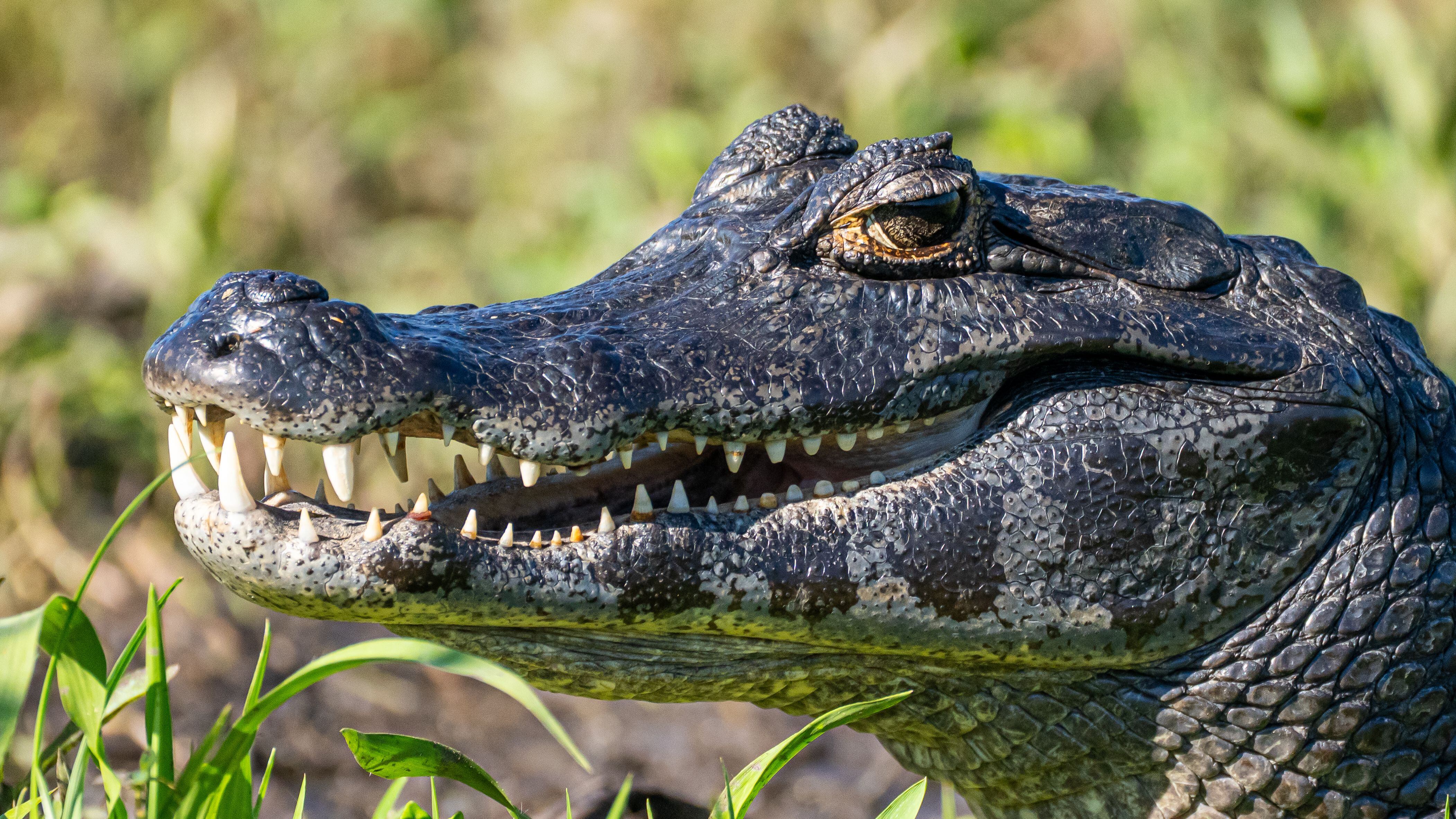 Entre la variedad de animales que conservó la jubilada se hallaba un caimán