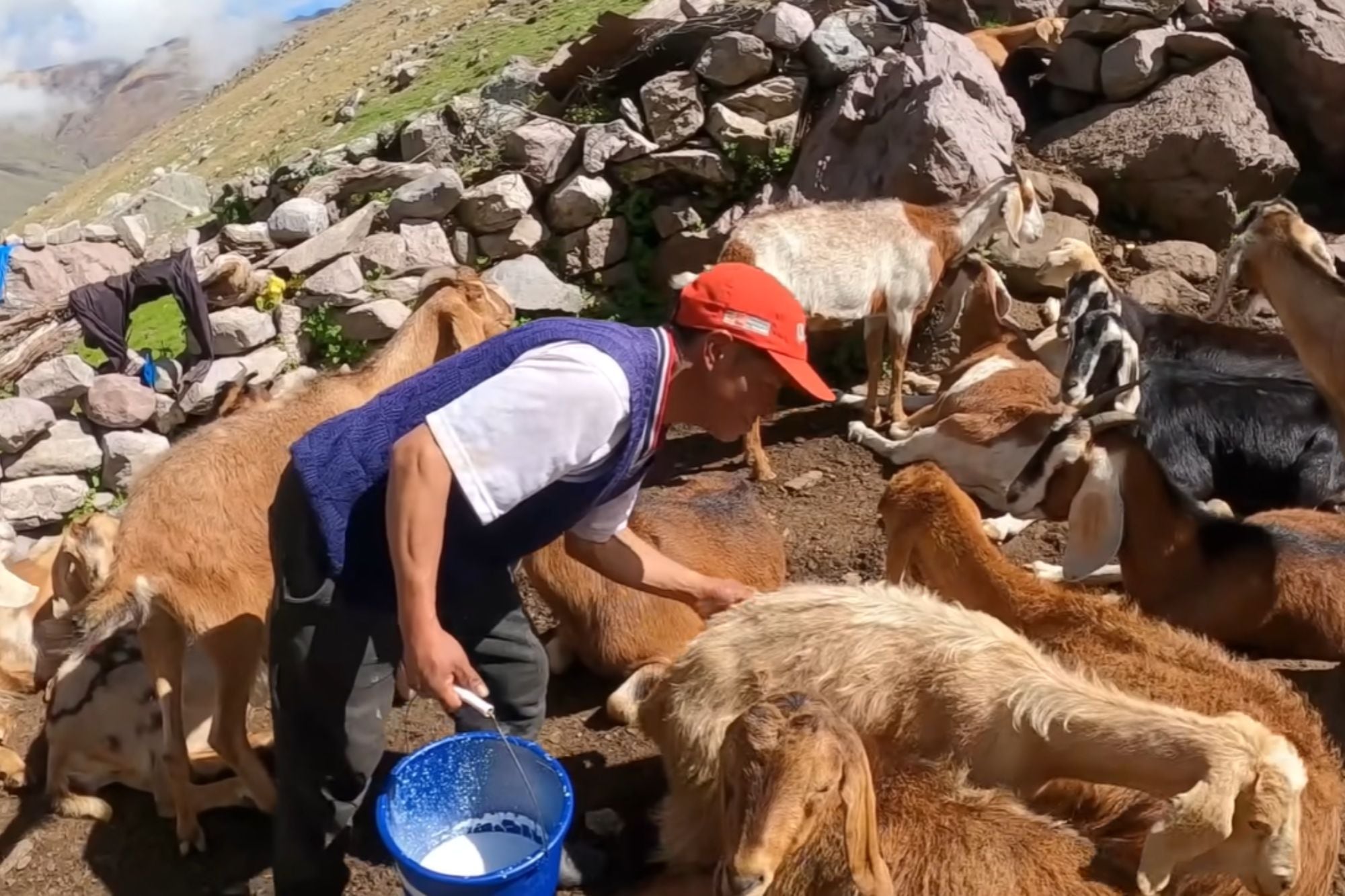 El trabajo de ordeñe inicia a las 6 de la mañana y abarca diariamente a más de 20 cabras lecheras