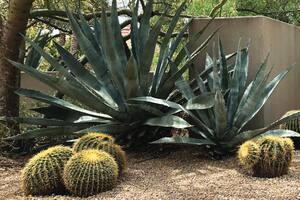 Steve Martino, el paisajista consagrado que transformó el desierto de Arizona