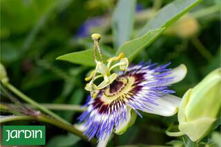 Cuáles son las plantas curativas con efectos probados por la ciencia