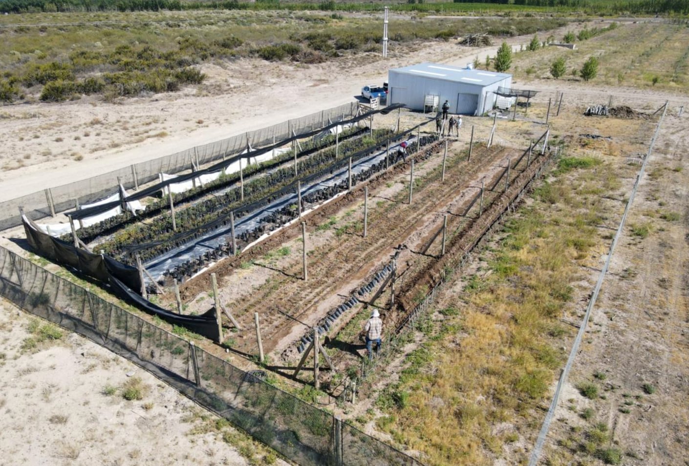 “Oro verde”: los Gutiérrez plantaron pistachos donde nadie lo imaginaba y la zona ya es un rotundo éxito