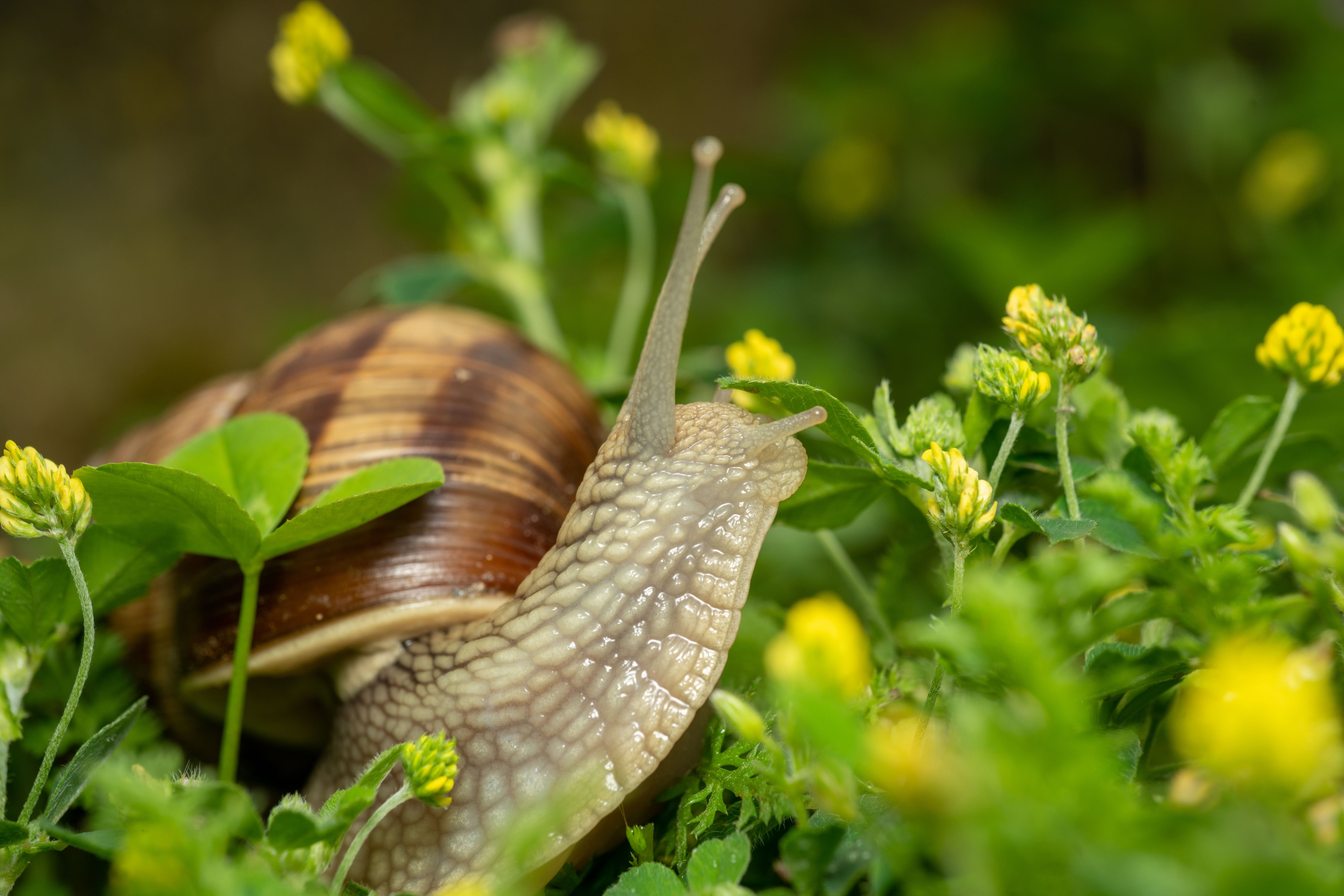 Los caracoles tienen un significado de protección y perseverancia para el hogar