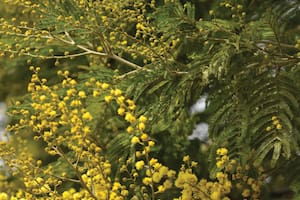 Empezó el invierno: conocé qué plantas nos regalan color con sus flores