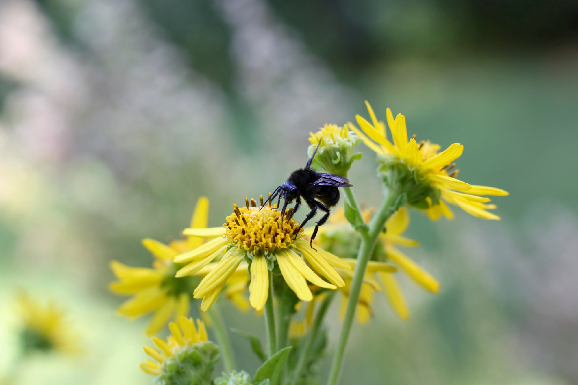 Las plantas nativas, como Verbesina subcordata, pueden convertir un jardín ornamental en una fuente de recursos para la fauna