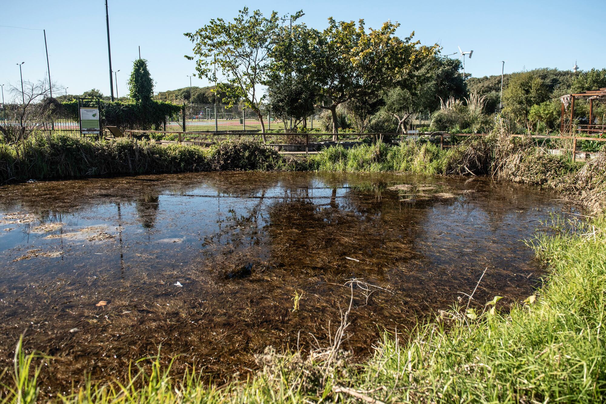 El humedal artificial recrea una zona que antes era común ver en los alrededores y atrae todo tipo de aves e insectos benéficos