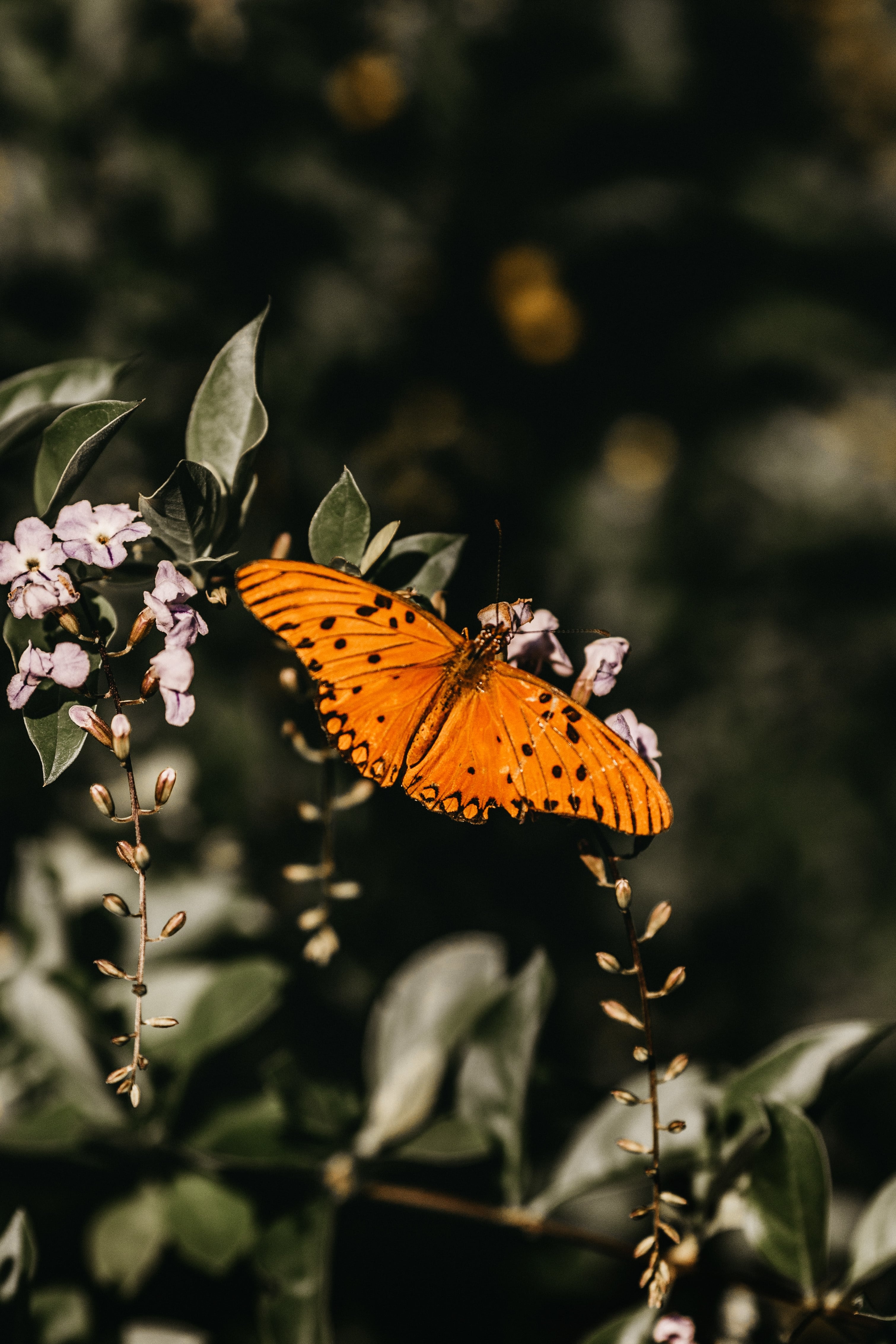 La aparición de estos insectos está asociada con la transformación, la renovación y la buena fortuna (Foto: Freepik)