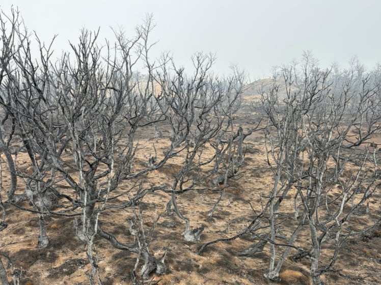“Espectadores de un incendio monumental”: el fuego en Chubut llegó al campo de un reconocido dirigente rural