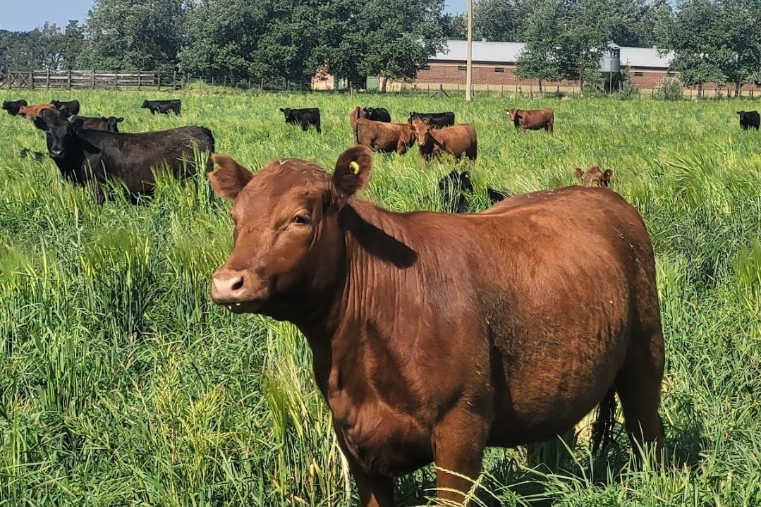 Caso exitoso: la revolución silenciosa de una empresa ganadera con resultados sorprendentes