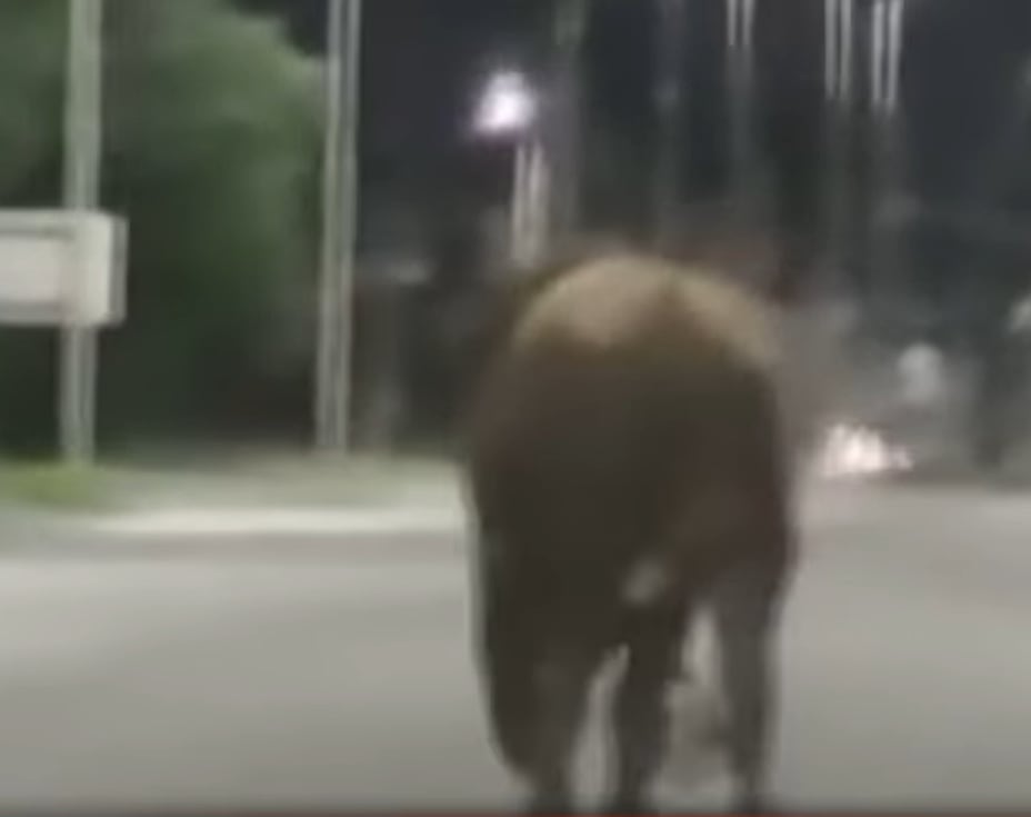 Santa Fe: toros sueltos atacaron a niños y embistieron un auto con una pareja dentro