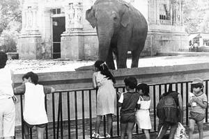 Lo que hicimos con los animales