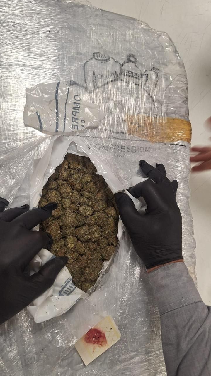 Los cogollos de marihuana secuestrados por la Aduana