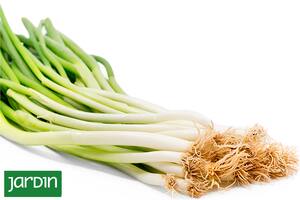 Uno de los ingredientes más versátiles de la cocina japonesa que es muy fácil de cultivar en casa