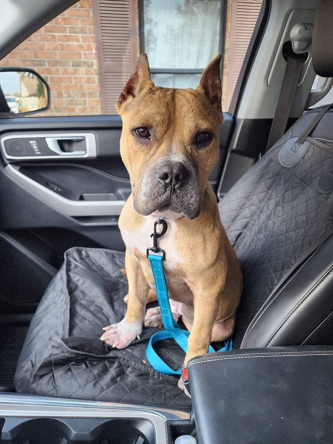 Goulash fue adoptado por su familia de tránsito.