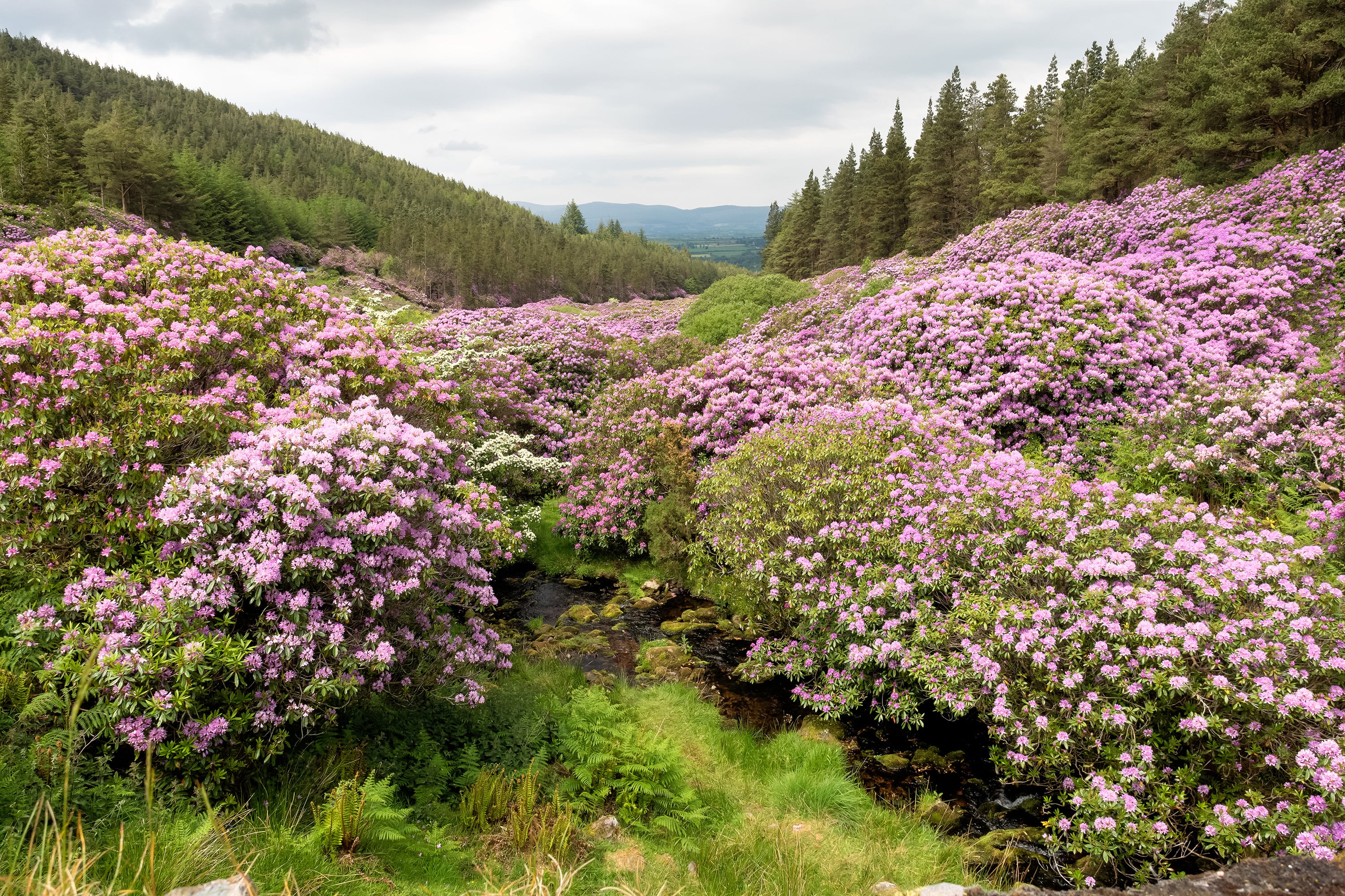 El clima oceánico de Irlanda, con temperaturas
moderadas y elevada humedad ambiental, favorece el desarrollo de grandes masas de rododendros
