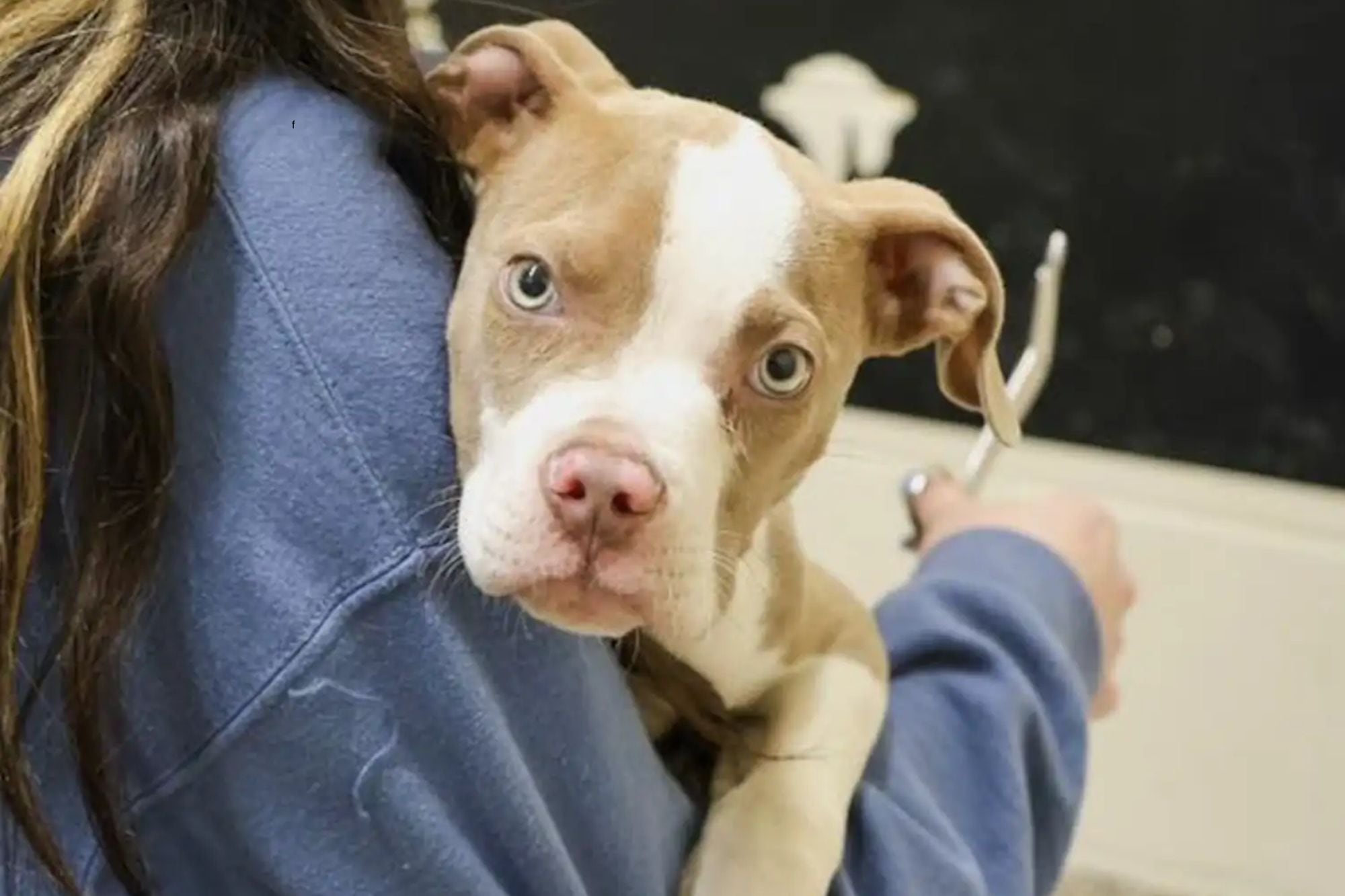 El perrito fue bautizado como Stack y adoptado poco después del rescate (Foto: The Dodo)