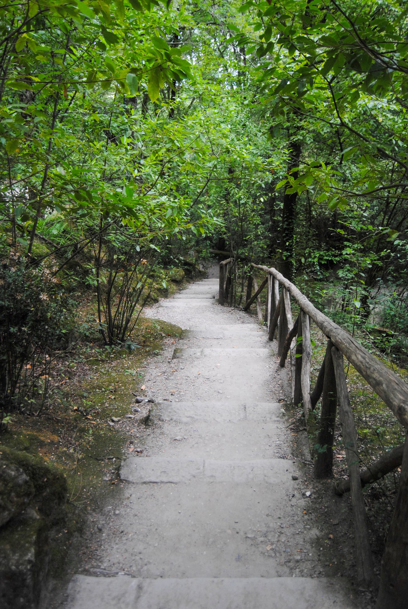 Un espeso bosque con una gran variedad de especies de árboles es el escenario perfecto para un paseo mágico