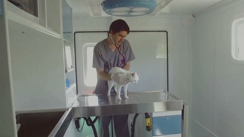 Día del Veterinario en la Argentina: por qué se celebra hoy 5 El 6 de agosto es el Día del Veterinario