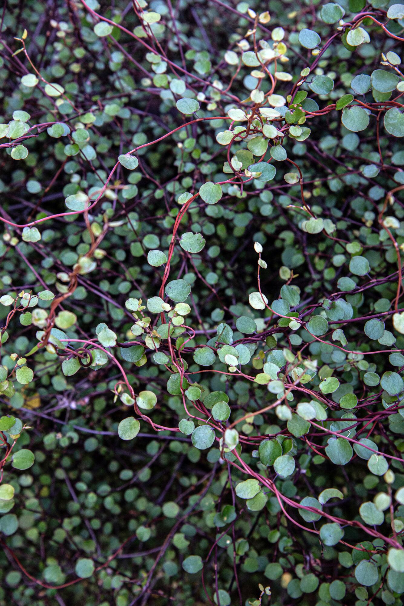 La Muehlenbeckia complexa es una enredadera que soporta bien las heladas.