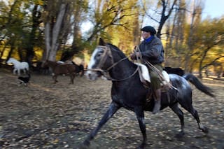 La obsesión de Martín Fierro en Ayacucho por el caballo moro