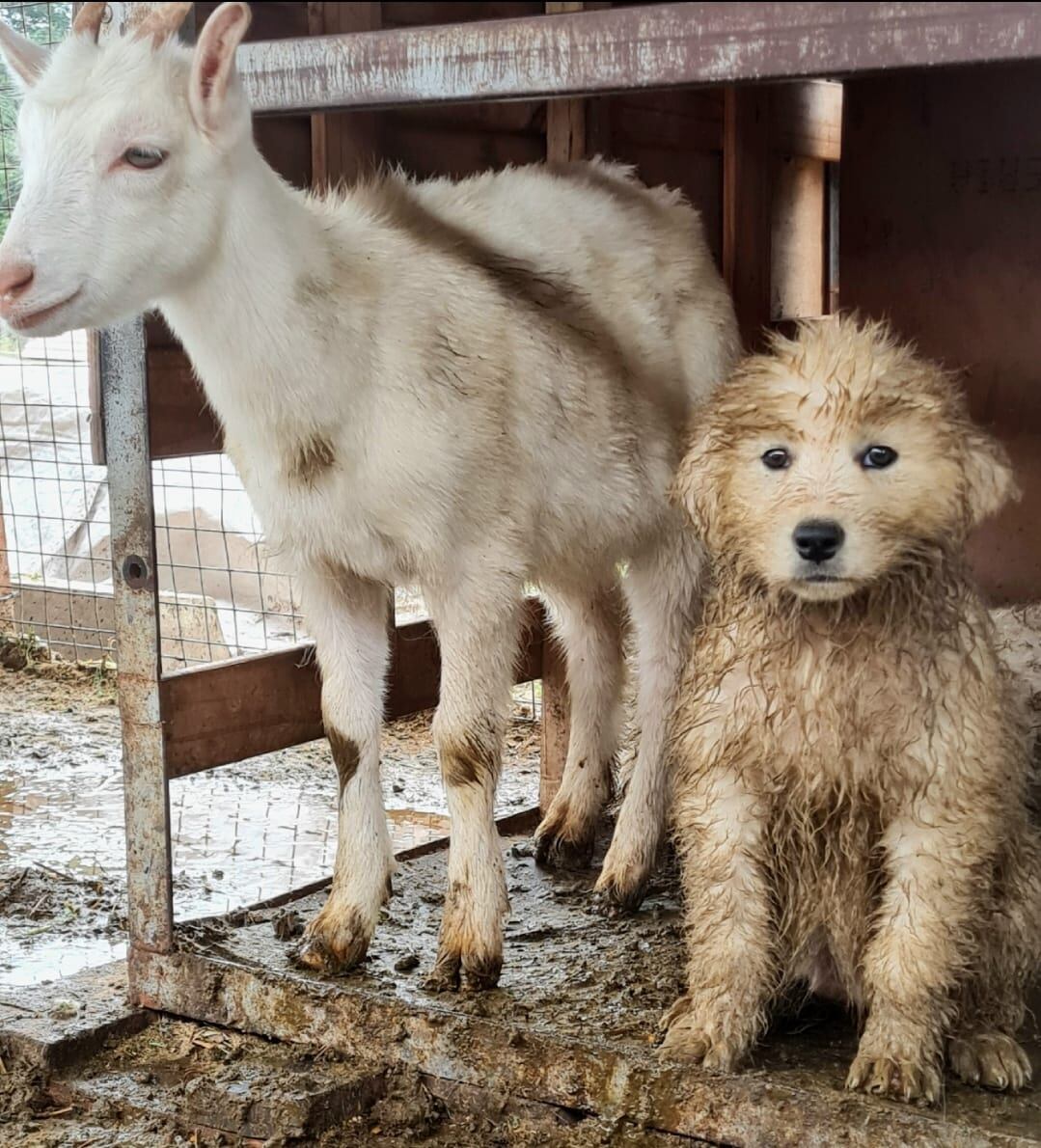 La solución al conflicto entre fauna silvestre y producción es la biología aplicada