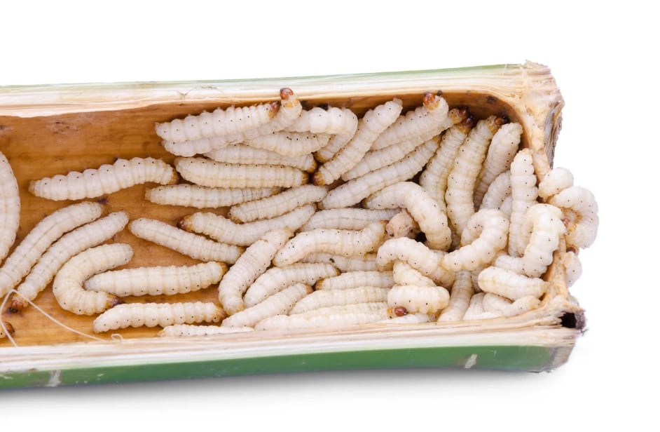 Si los gusanos aparecen junto a la bacha o dentro del desagüe, el problema puede estar en restos acumulados en la tubería