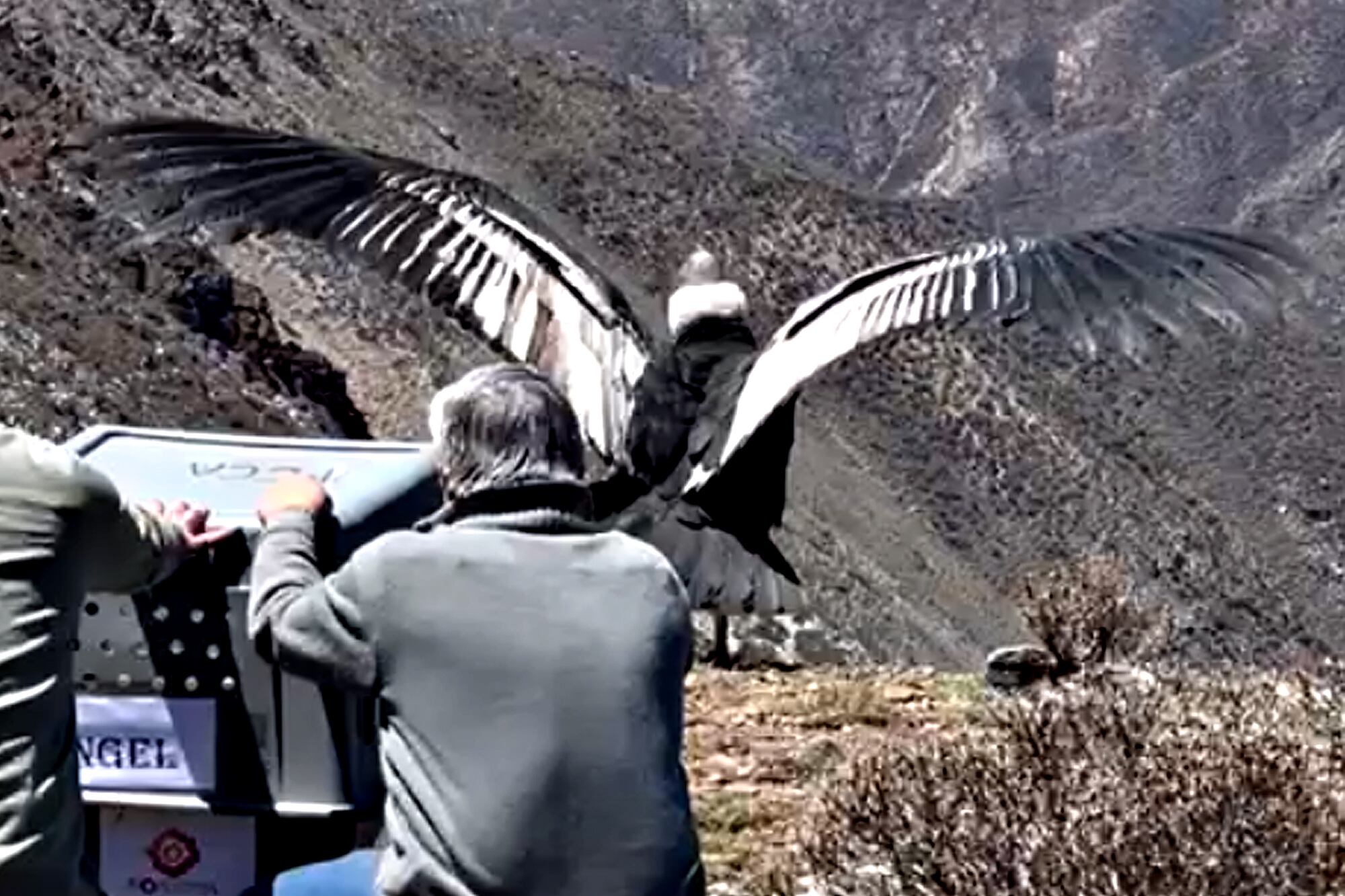 Tras vivir años en el exzoo de Mendoza, un cóndor fue liberado en la Cordillera de los Andes