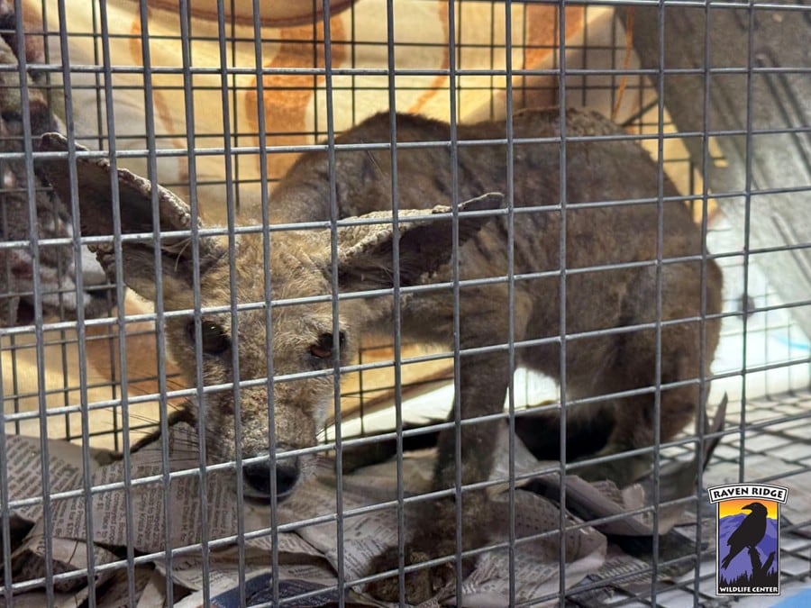 Merodeó un barrio por semanas, hasta que un grupo de vecinos logró acorralarla: “Estaba peor de lo que pensamos”