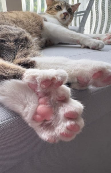 El récord Guinness que alcanzó Toby estaba vigente desde 2002 y pertenecía a Jake the Polydactyl Cat, de Canadá (Guinness World Records)