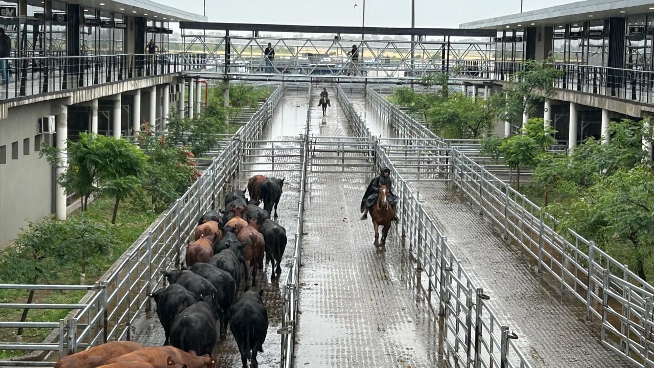 Comenzó la semana con subas en el Mercado Agroganadero de Cañuelas