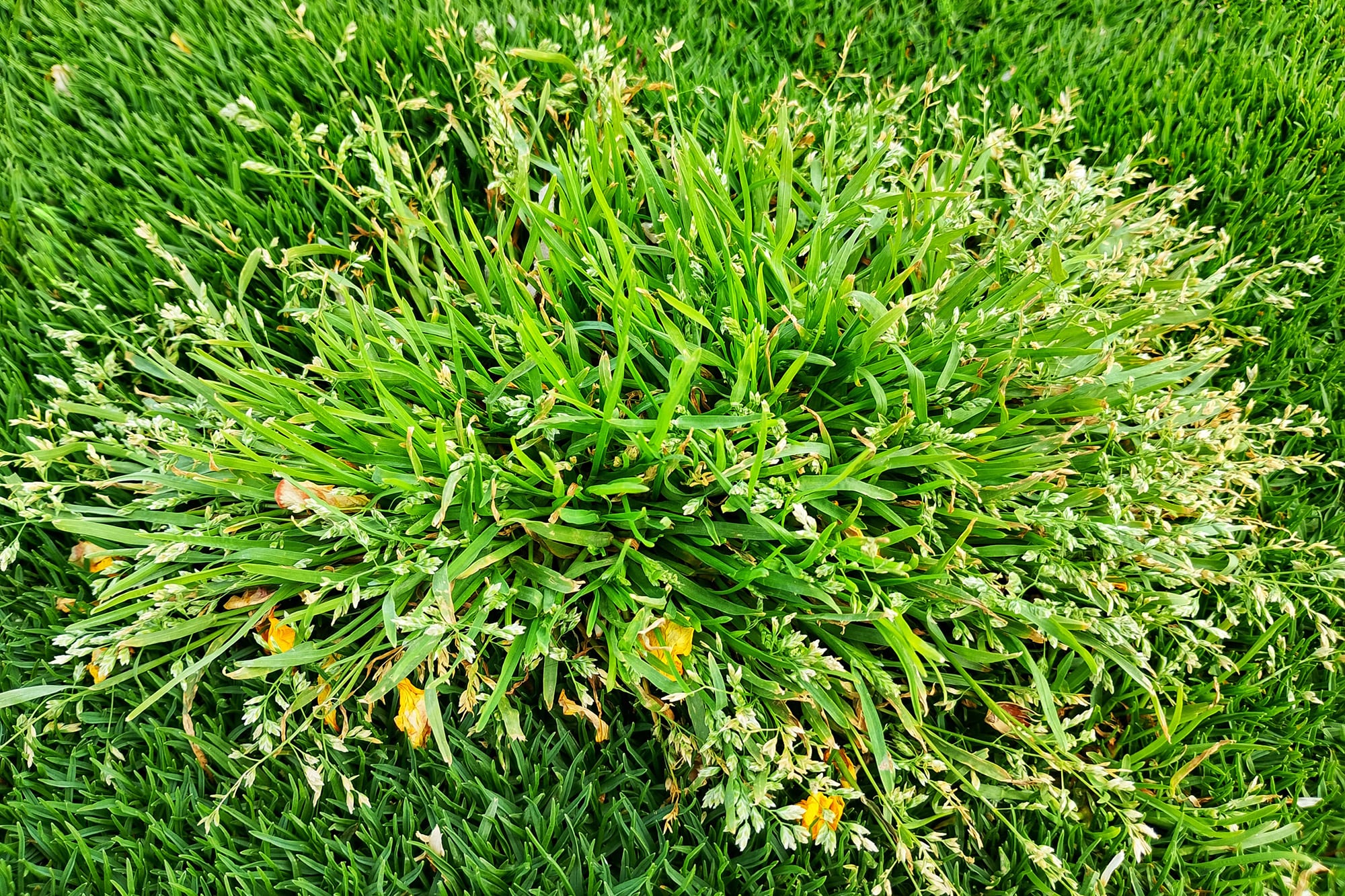 Poa annua es una maleza del frío que conviene controlar en invierno
