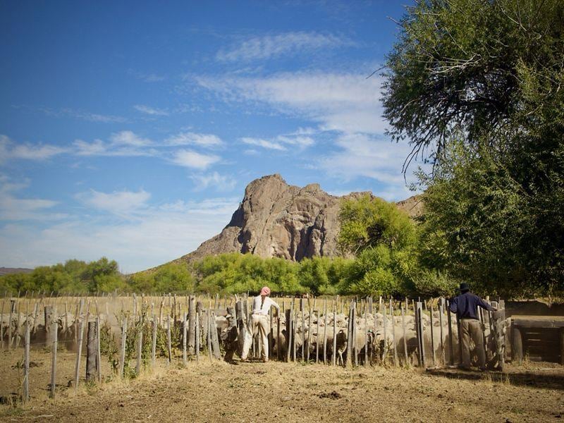 Plan binacional: comienza un ambicioso programa para regenerar 150.000 hectáreas 6 Avanza el programa regenerativo