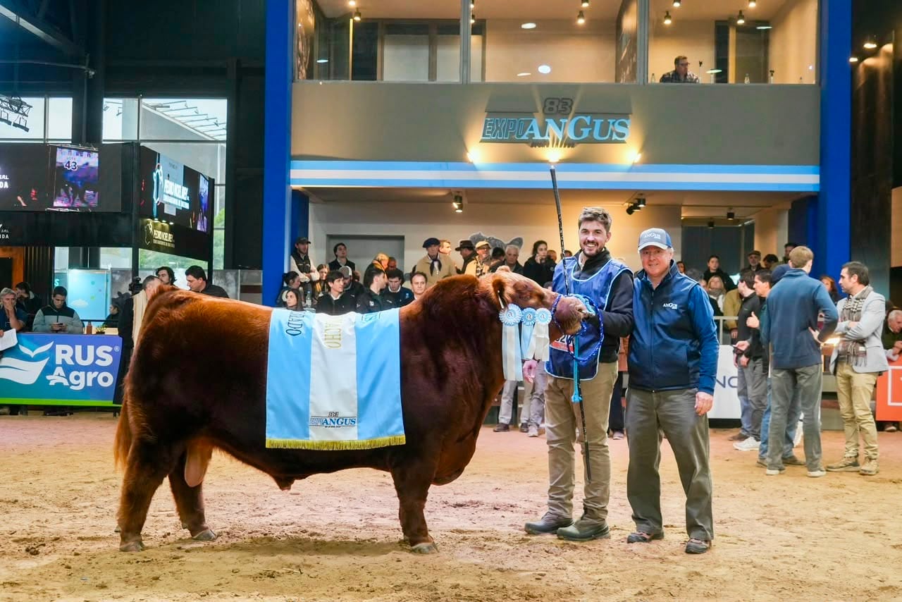 Fue Gran Campeón Macho Colorado en la última Exposición Angus de Otoño y obtuvo el premio de 3° Mejor Toro en la última Exposición Rural de Palermo