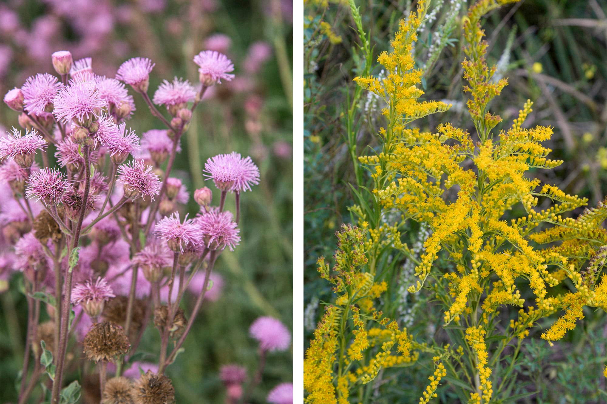 Campuloclinum macrocephalum (izquierda) y Solidago chilensis (derecha), ambas atraen insectos y aves