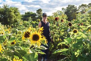 ¿Cómo cultivar girasoles en tu jardín?