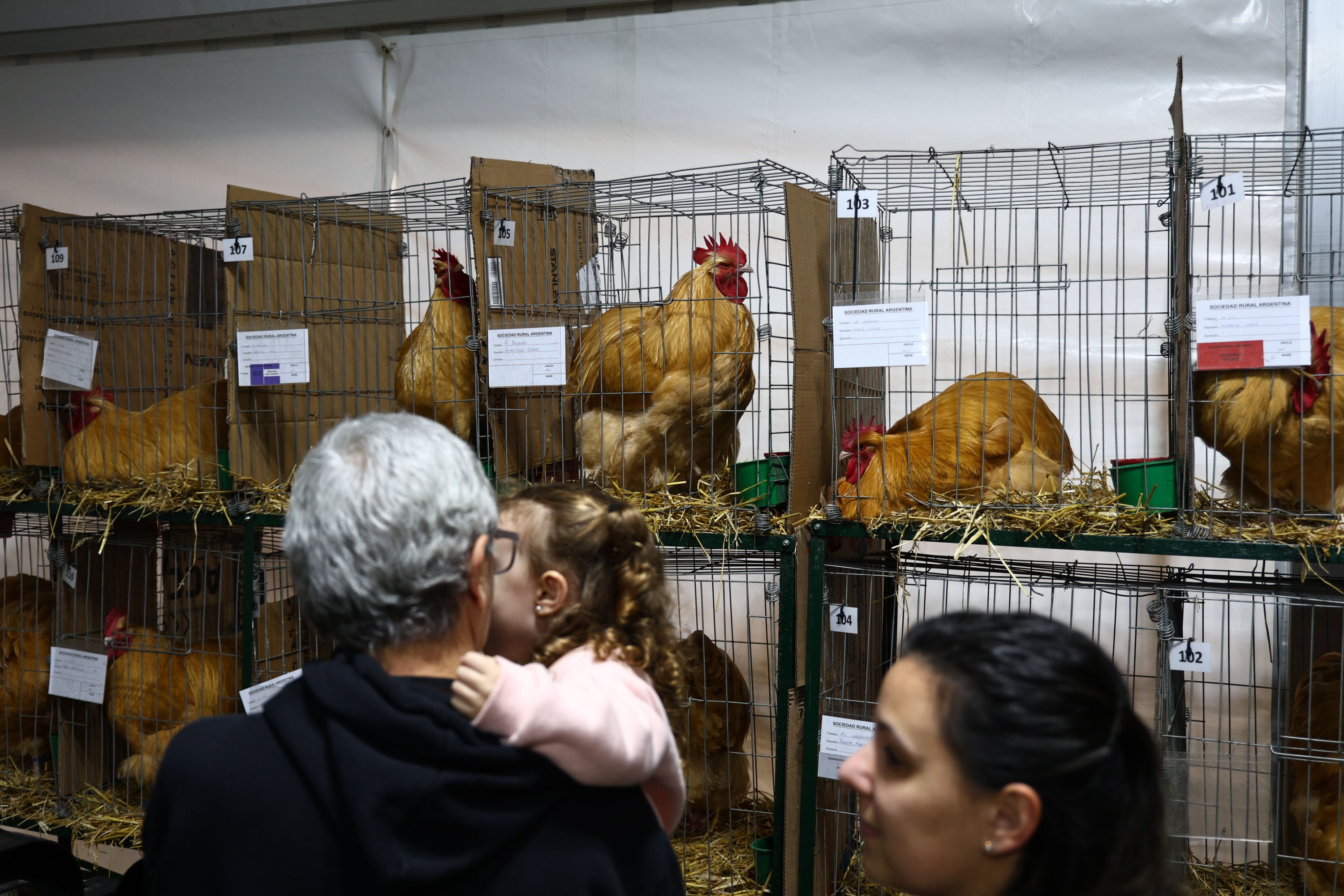 Después de varios años, volvieron las aves a la tradicional muestra del campo en La Rural