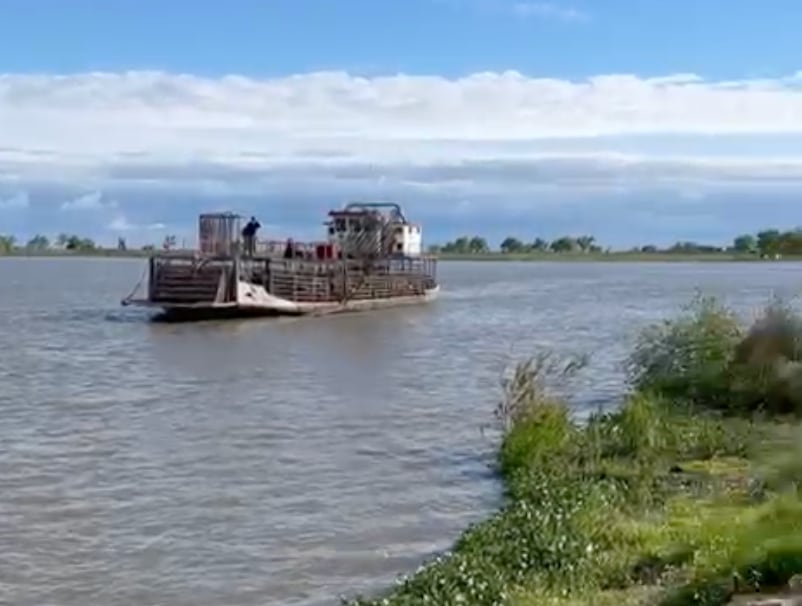En Entre Ríos sacaron hacienda de las islas en barcazas