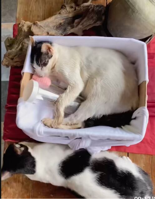 El impactante momento en el que los gatos se acercaron a despedir a su hermano (Foto: Captura TikTok @abatha0125)