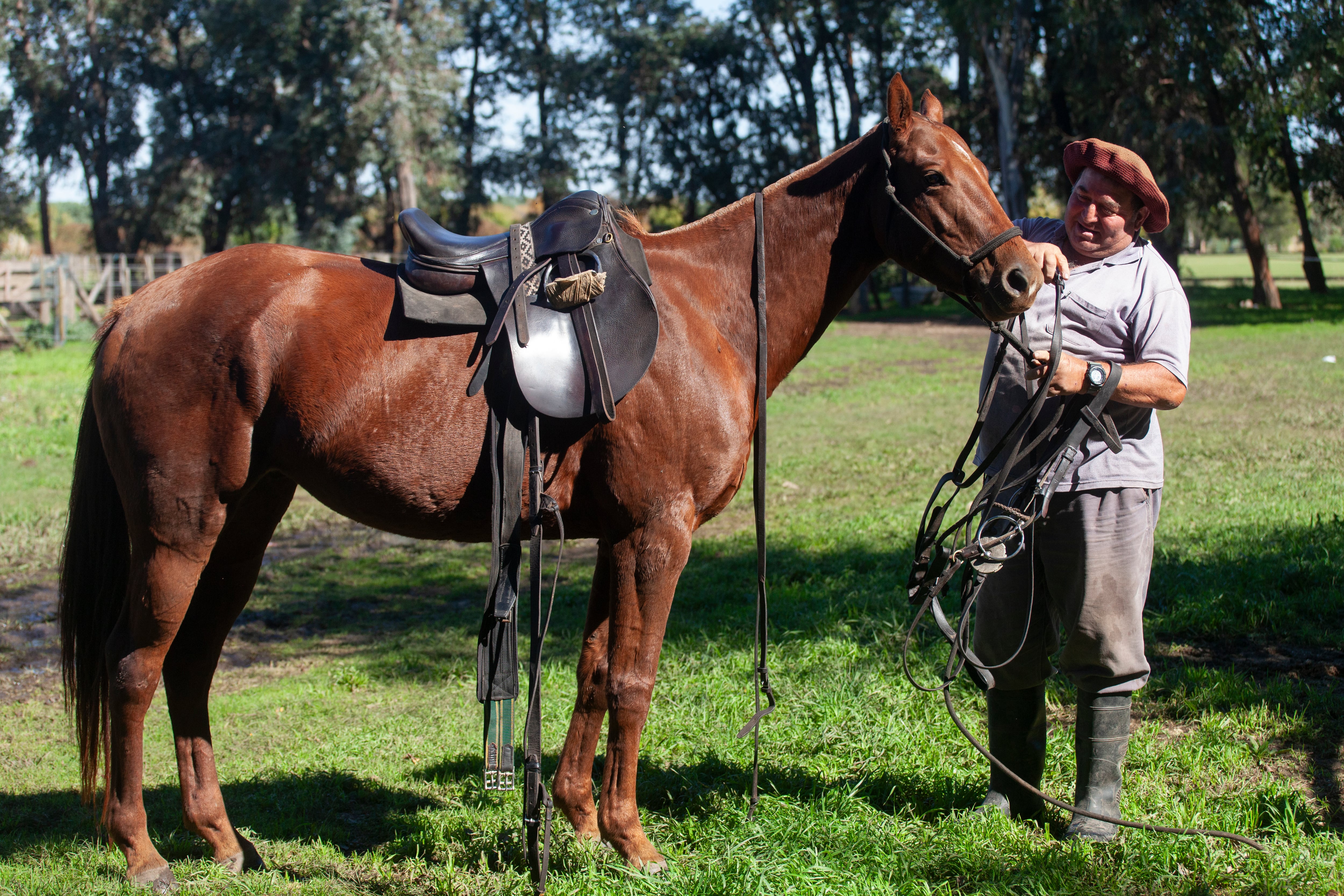 Argentina tiene los mejores caballos de polo del mundo.