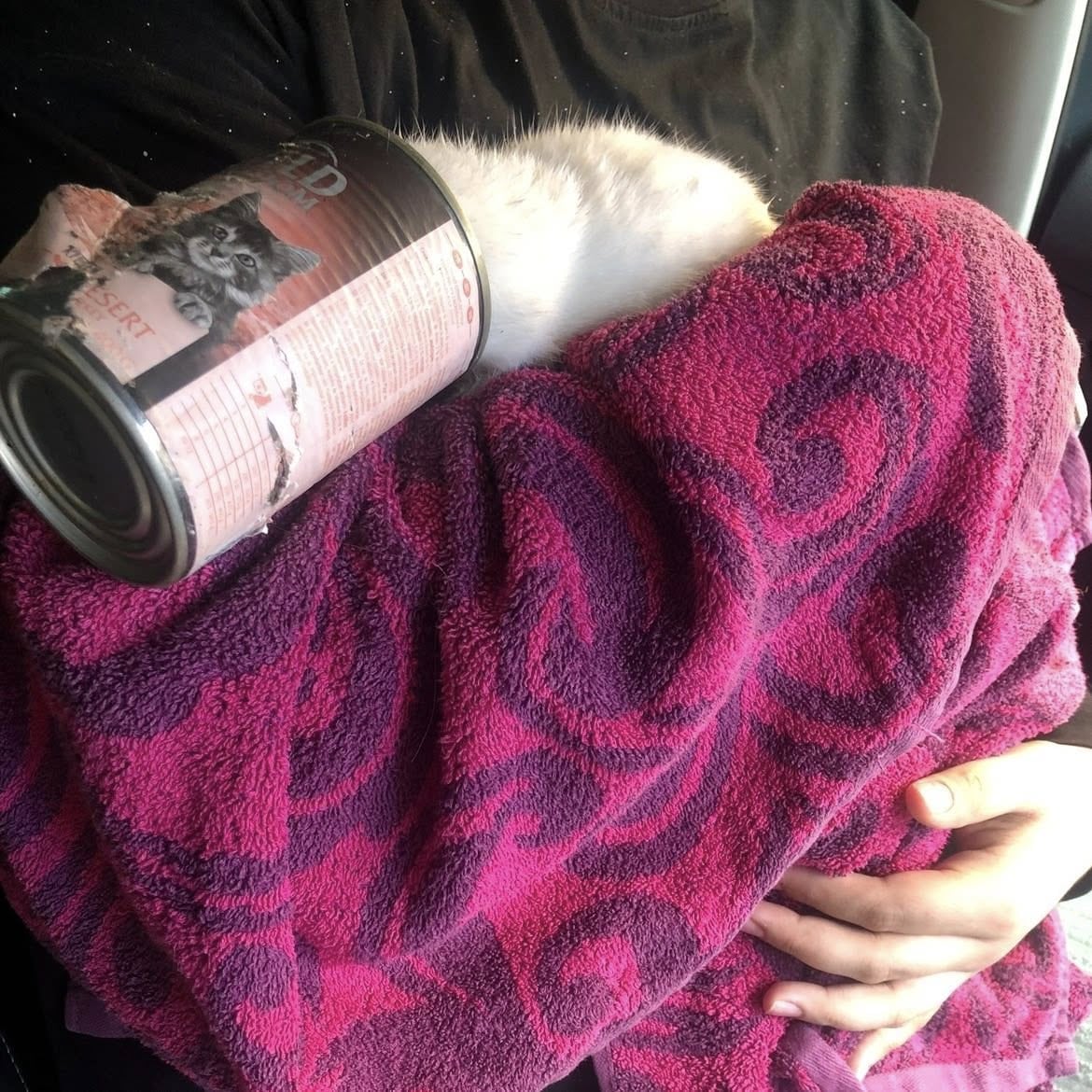 La mujer vio un esponjoso “osito de peluche” blanco sentado sobre la basura, con la cabeza dentro de una lata.