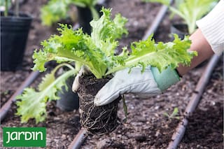 Cuál es la práctica que reduce el mantenimiento del jardín y por qué hay que hacerla
