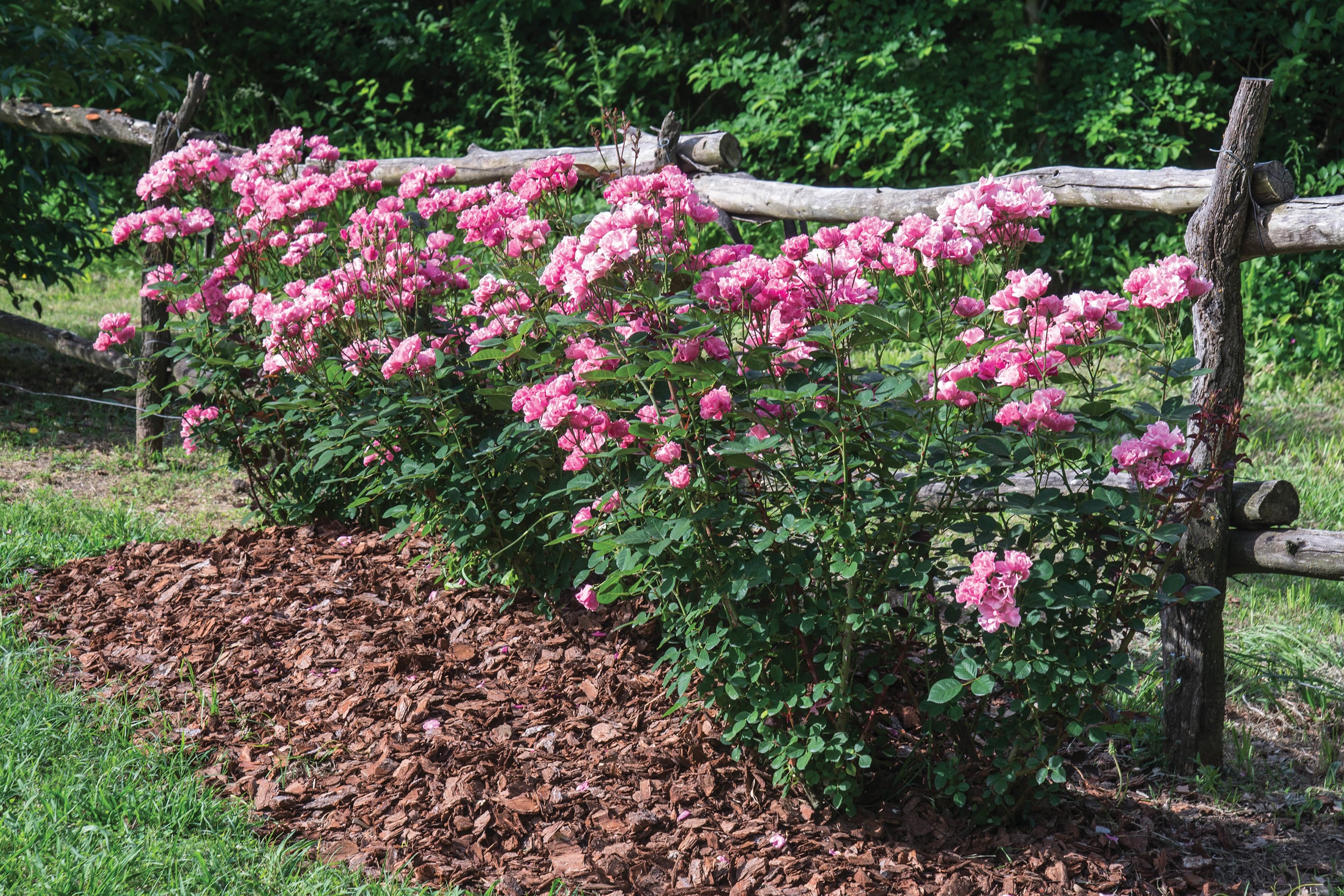 Las rosas floribundas, son ideales para cercos