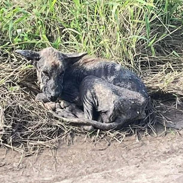 Desnutrido, con la piel como “cartón” y entregado a su cruel destino vagaba en busca de comida cuando alguien lo vio: “Necesitaba una oportunidad”