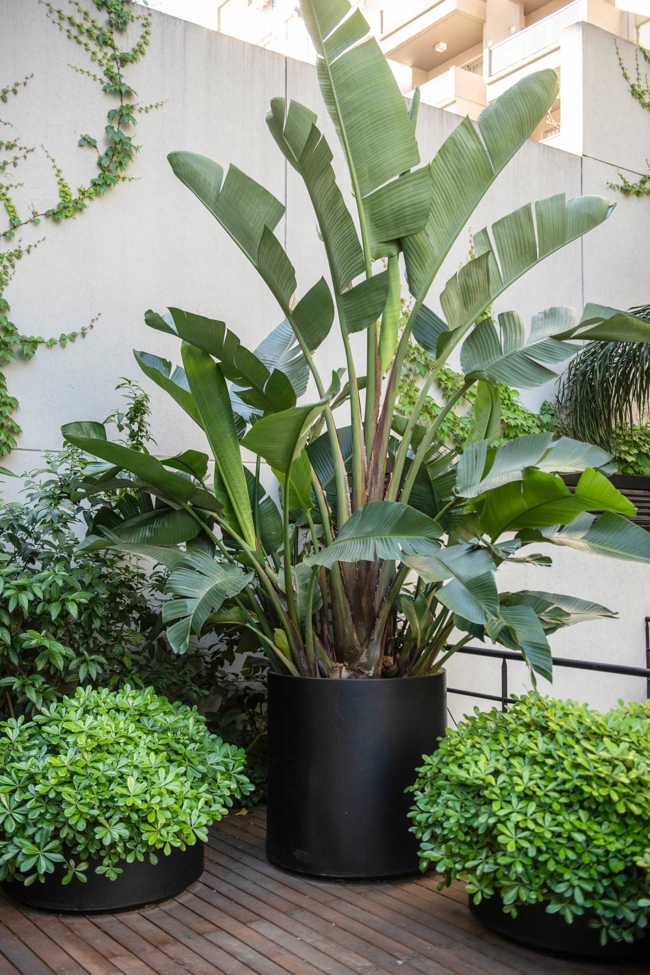 Strelitzia nicolai, una opción grande, elegante y sorprendentemente fácil de cuidar