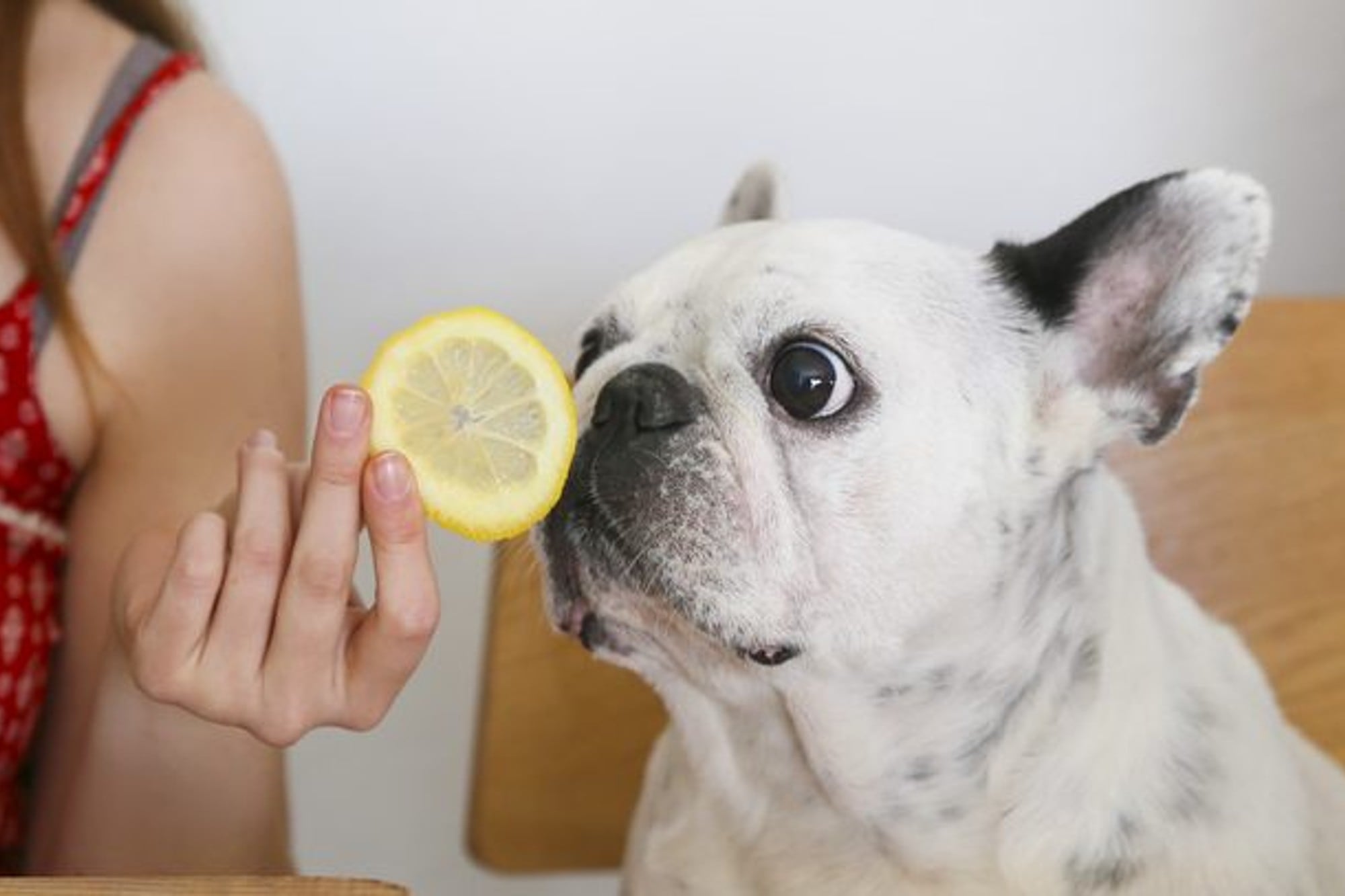 Los perros tienen un olfato mil veces superior al de los humanos.