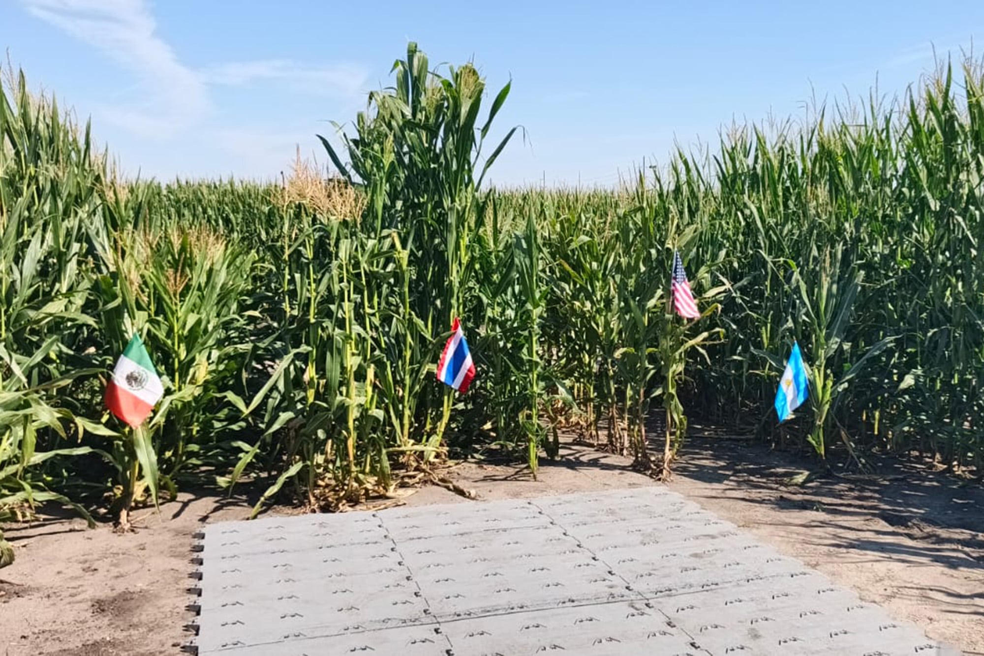 Se usa germoplasma de diversos orígenes para potenciar los productos, como el proveniente de la Argentina