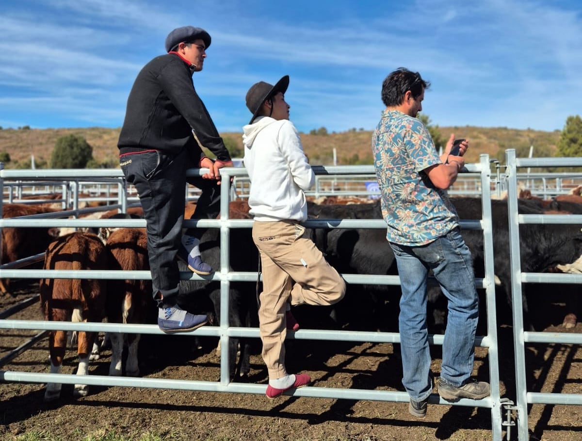 En la Región Andina buscan generar condiciones que potencien la actividad ganadera