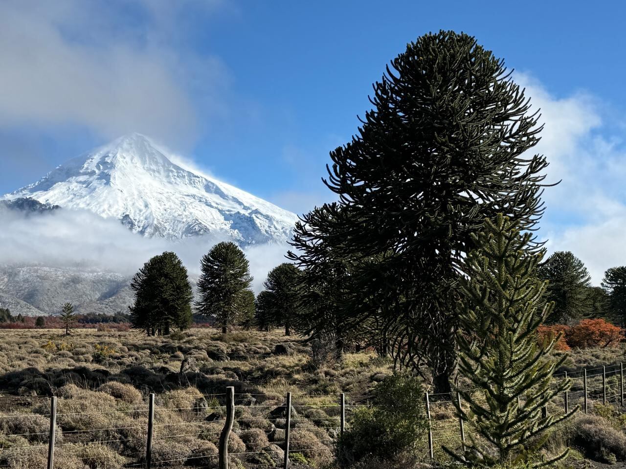 Araucarias en el camino hacia el paso Tromen dentro del Parque Nacional Lanin